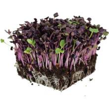 Toraf Microgreens, semínka na klíčky - Ředkvička Red Hurricane 10g