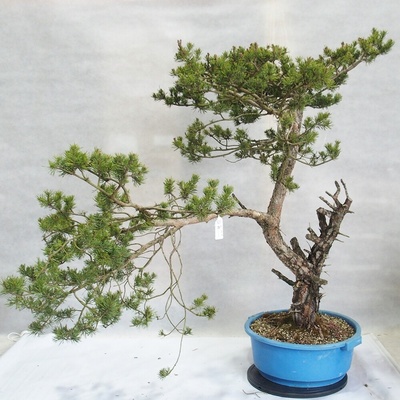 e-bonsai Yamadori - Pinus sylvestris