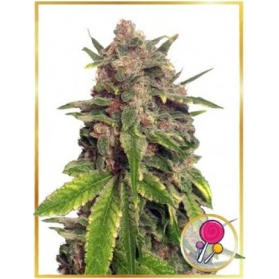 Mr. Hide Seeds Mr. Big Candy semienka neobsahujú THC 100 ks