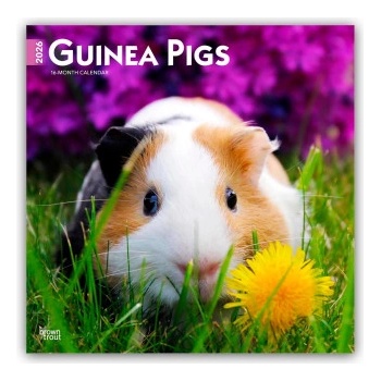 Browntrout Verlags GmbH Guinea Pigs - Meerschweinschen 2026 - 16-Monatskalender