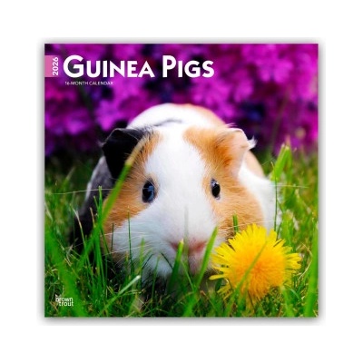 Browntrout Verlags GmbH Guinea Pigs - Meerschweinschen 2026 - 16-Monatskalender | BrownTrout Publishers Inc