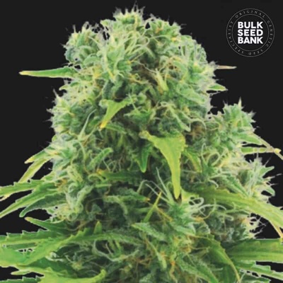 Bulk Seed Bank AUTO Northern Light semena neobsahují THC 10 ks
