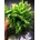 Microsorum pteropus Windelov