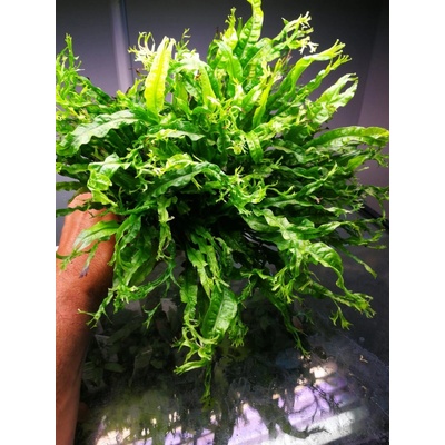 Microsorum pteropus Windelov