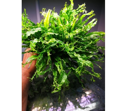 Microsorum pteropus Windelov
