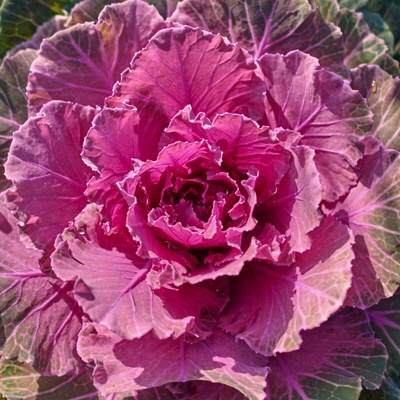 Okrasná kapusta Pigeon F1 Purple - Brassica oleracea - semená okrasnej kapusty - 20 ks