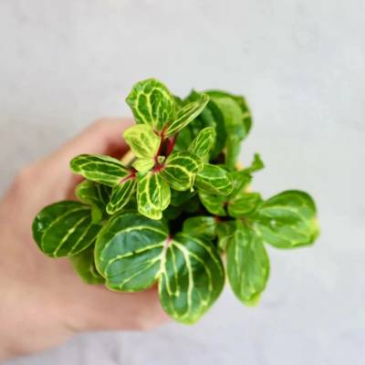 Iresine herbstii Aureoreticulata baby