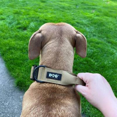 Dog Trace Obojek pro psa