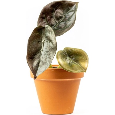 Gardners Alocasia cuprea Red Secret, průměr 6 cm Alokásie, Alokázie