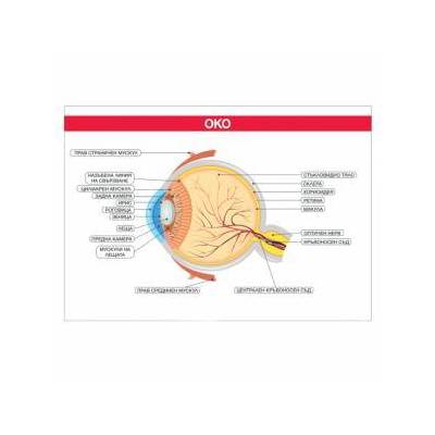 Двойноламинирано ученическо табло Cubos, Око, 70 x 100 см, 8132120012