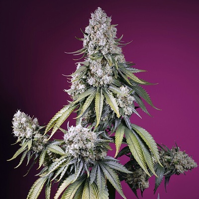 Sweet Seeds Jealousy Z XL Auto semienka neobsahujú THC 25 ks