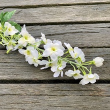 DELPHINIUM BIELA 80 cm