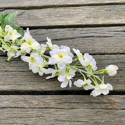 DELPHINIUM BIELA 80 cm