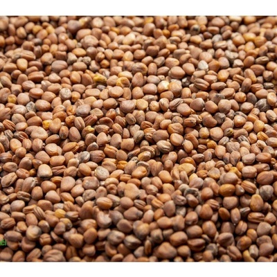 Microgreens Reďkovka China Rose na mikrozeleninu 100 g