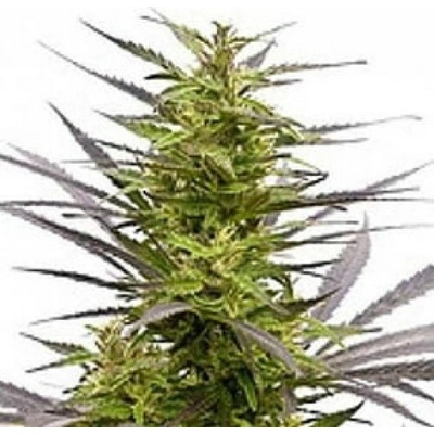 KC Brains Seeds K.C. 42 regular semienka neobsahujú THC 5 ks
