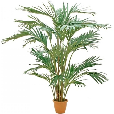Kanárský datlovník, 240cm