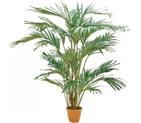 Kanárský datlovník, 240cm