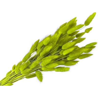 Sušená tráva Lagurus - zajačka 50g - svetlozelená