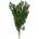 Ming Fern