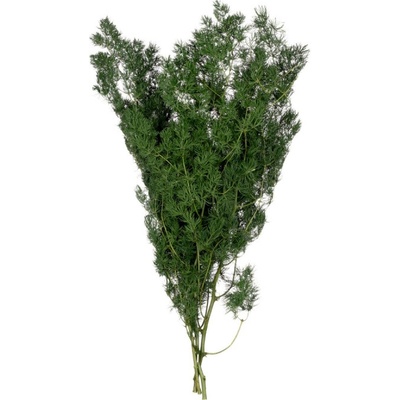 Ming Fern