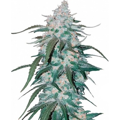Fastbuds Pineapple Express Auto semienka neobsahujú THC 100 ks