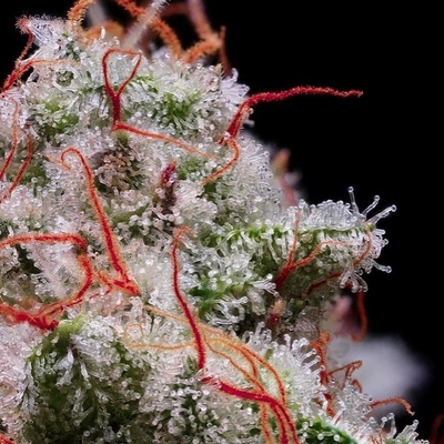 Ethos GenetiC PeaC Crescendo RF3 Auto semienka neobsahujú THC 5 ks