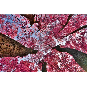 DIMEX ART s. r. o Флизелинов фототапет черешова фантазия 375 x 250 см