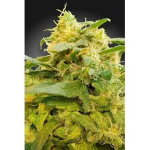 Paradise Seeds CBDivine semena neobsahují THC 10 ks