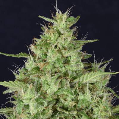 Don Avalanche Seeds Don Star Dawg semienka neobsahujú THC 5 ks