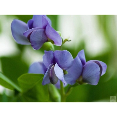 Baptisia australis modrá sazenice v kontejneru 2-3l