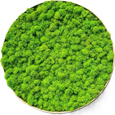 Machový obraz - Kruh - Lišš Veľkosť rámu: 80cm