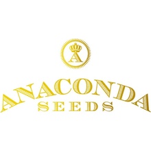 Anaconda Seeds Northern Sky Automatic semena neobsahují THC 100 ks