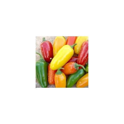CHILLIMAT Chilli sazenice Jalapeno NuMex Pinata 1 ks