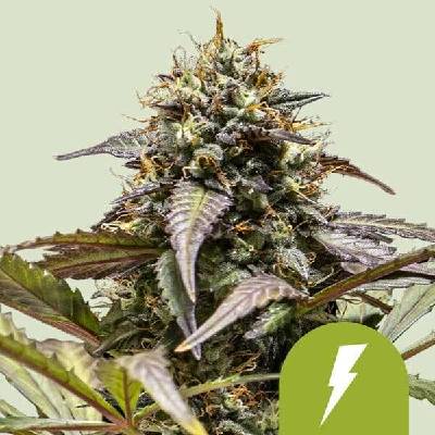 Royal Queen Seeds North Thunderfuck AUTO semena neobsahují THC 3 ks