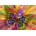 Bluebird Puzzle - Puzzle Colorful Butterfly II 1000 - 1 000 piese