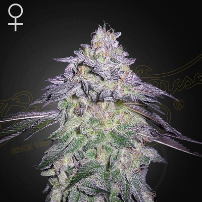 Green House Seed Nori Cake semienka neobsahujú THC 1 ks