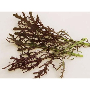 Divoká rukola červená Agano - Brassica juncea - semená - 150 ks