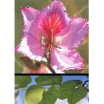  Пъстра баухиния (Bauhinia variegata)