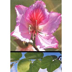  Пъстра баухиния (Bauhinia variegata)