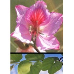  Пъстра баухиния (Bauhinia variegata)