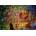 Grafika Art Puzzle - Puzzle François Ruyer - Witch - 1 500 piese