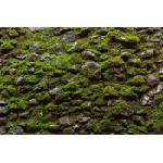 DIMEX ART Флизелинов фототапет мъх върху каменна стена 375 x 250 см