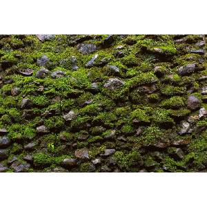 DIMEX ART Флизелинов фототапет мъх върху каменна стена 375 x 250 см