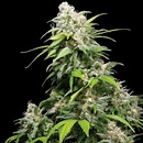 Sensi Seeds California Indica regular semena neobsahují THC 10 ks
