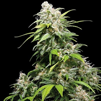 Sensi Seeds California Indica regular semena neobsahují THC 10 ks