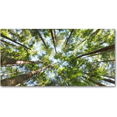 Foto obraz sklo tvrzené koruna stromov 100x50 cm