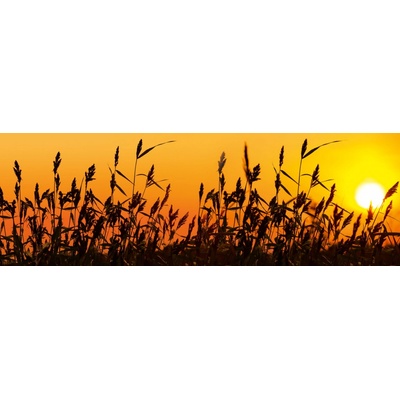 Dimex KI180-128 Fototapeta do kuchyně Reeds rozměry 180 x 60 cm