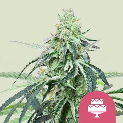 Royal Queen Seeds Wedding Gelato semienka neobsahujú THC 100 ks