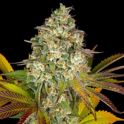 Barney's Farm Cookies Kush AUTO semienka neobsahujú THC 3 ks