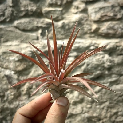 Tillandsia abdita Red
